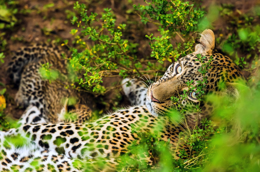 Кадр 3 з Королева леопардів