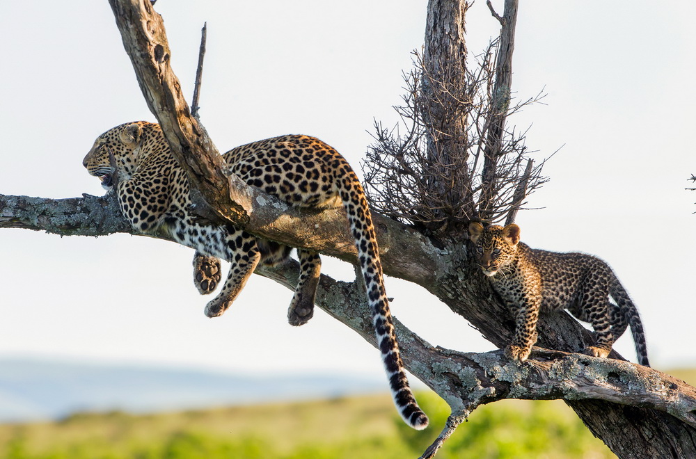 Кадр 4 з Королева леопардів