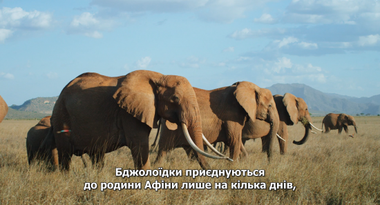 Кадр 2 з Королева слонів