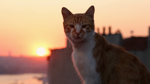 Кадр 2 з Королівство котів / Кіт