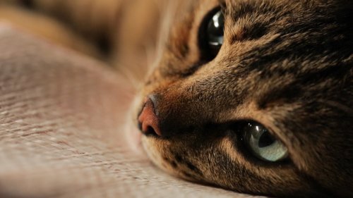 Кадр 3 з Королівство котів / Кіт