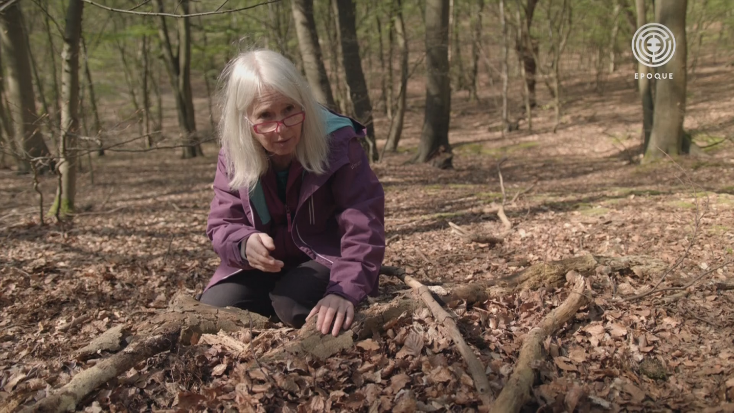 Кадр 1 з Королівство. Як гриби створили наш світ