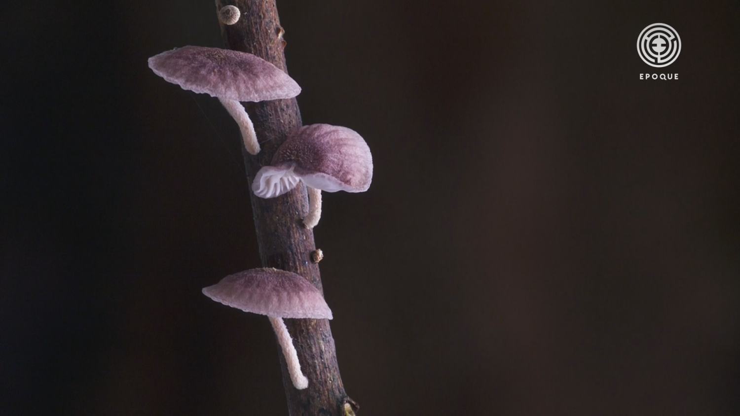 Кадр 2 з Королівство. Як гриби створили наш світ