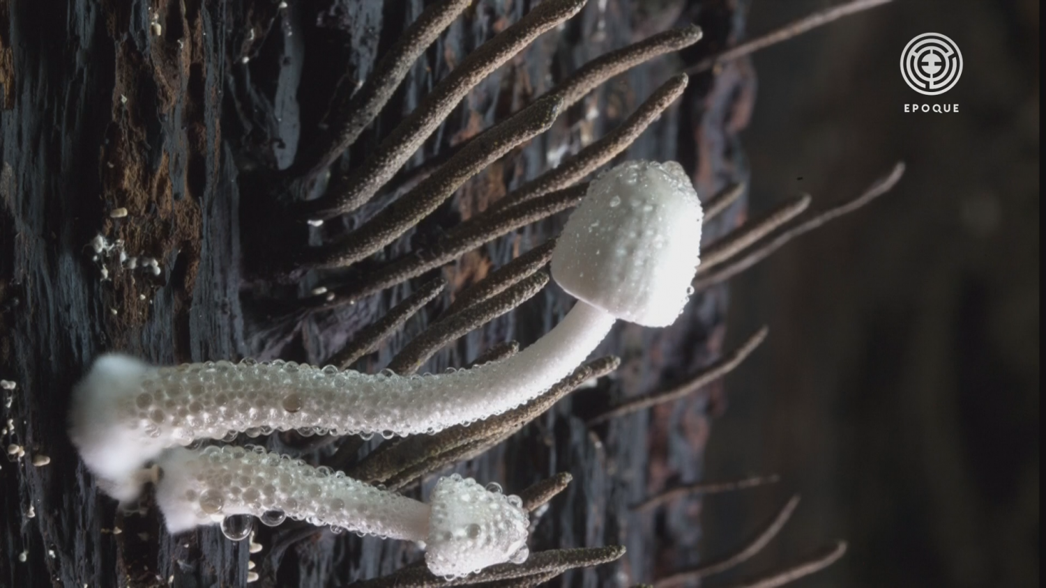 Кадр 4 з Королівство. Як гриби створили наш світ