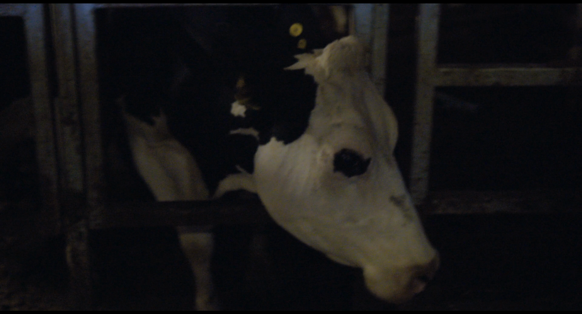 Кадр 2 з Корова