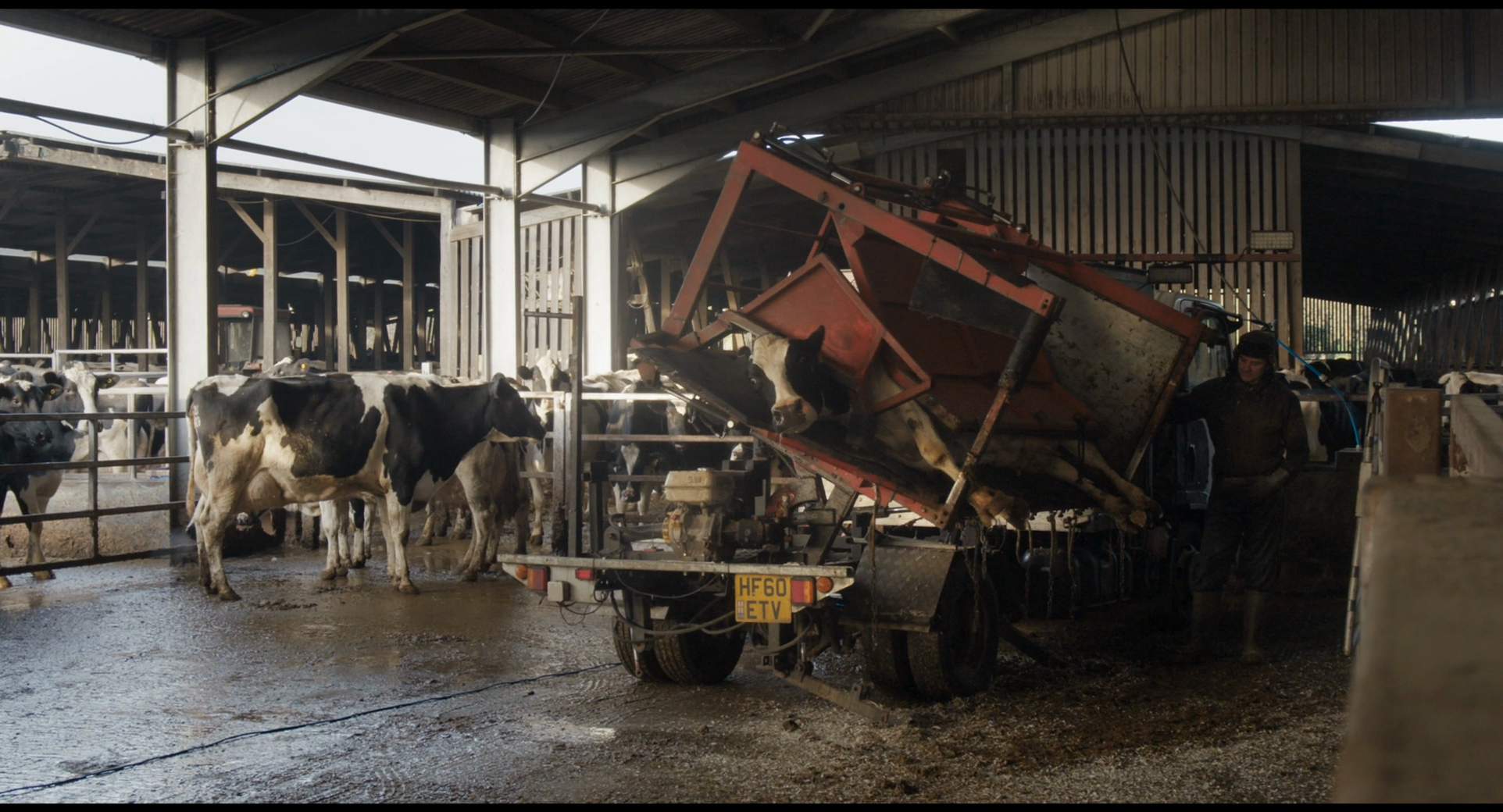 Кадр 3 з Корова