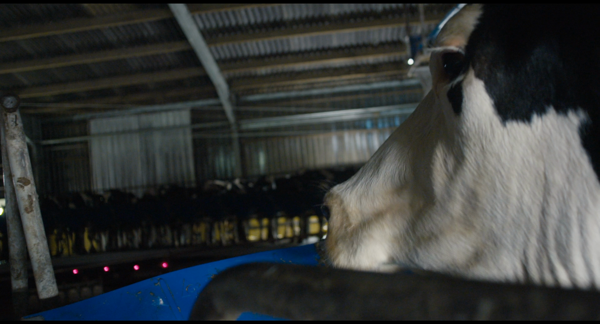 Кадр 4 з Корова