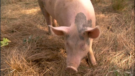 Кадр 4 з Корпорація «Їжа»