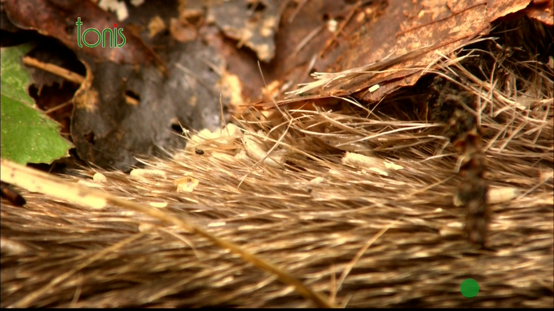 Кадр 4 з Ліс Джиммі 1 сезон