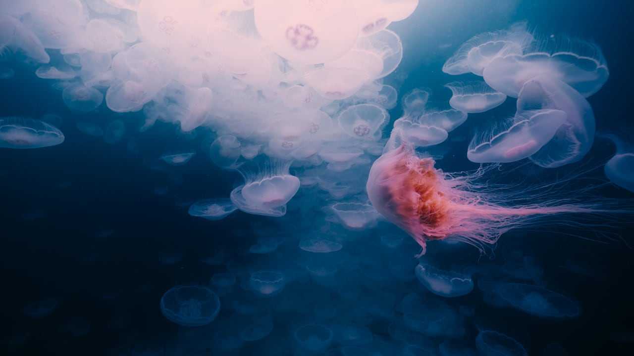 Кадр 2 з Мандрівка часу