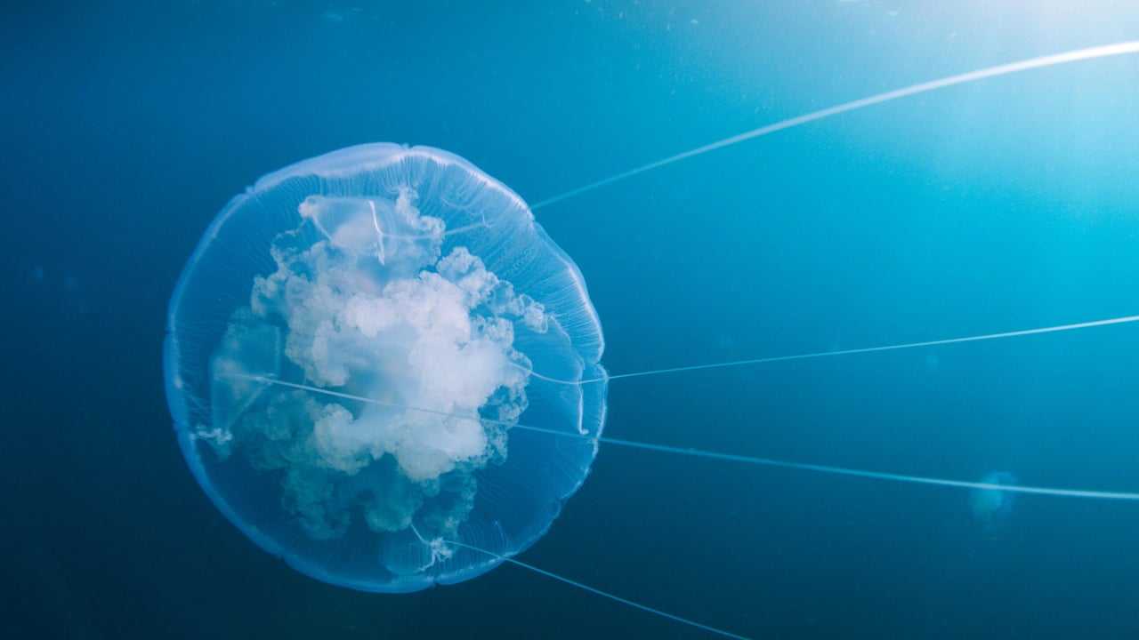 Кадр 3 з Мандрівка часу