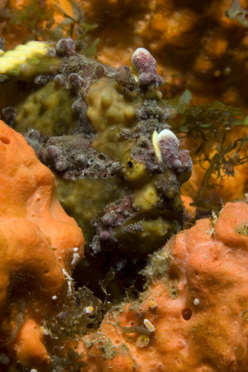 Кадр 4 з Морські глибини