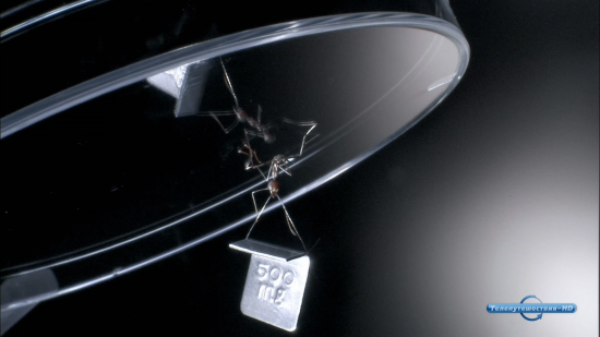 Кадр 1 з Мурахи - секретна зброя