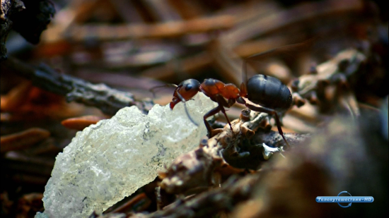Кадр 3 з Мурахи - секретна зброя