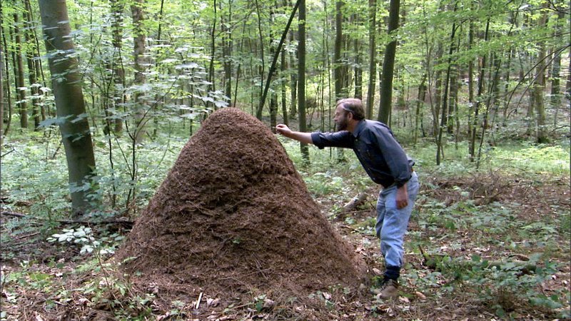 Кадр 4 з Мурахи - секретна зброя