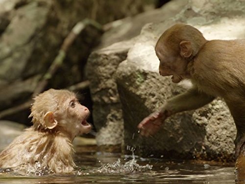 Кадр 1 з Народжені мусонами 1 сезон