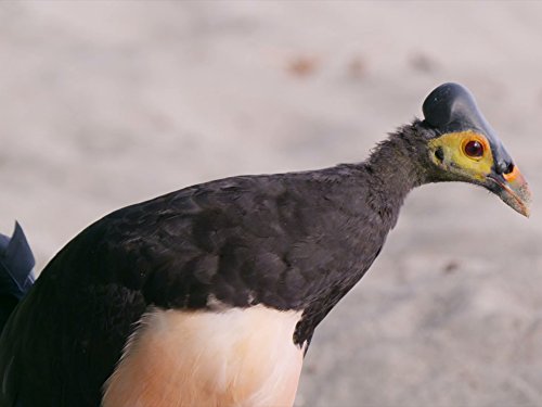 Кадр 4 з Народжені мусонами 1 сезон