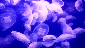 Кадр 1 з Народження Європи 1 сезон