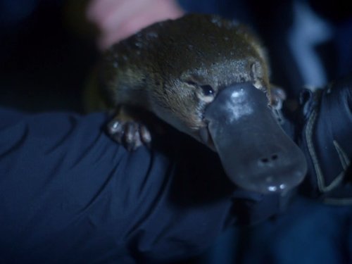 Кадр 1 з Народження континентів 1 сезон