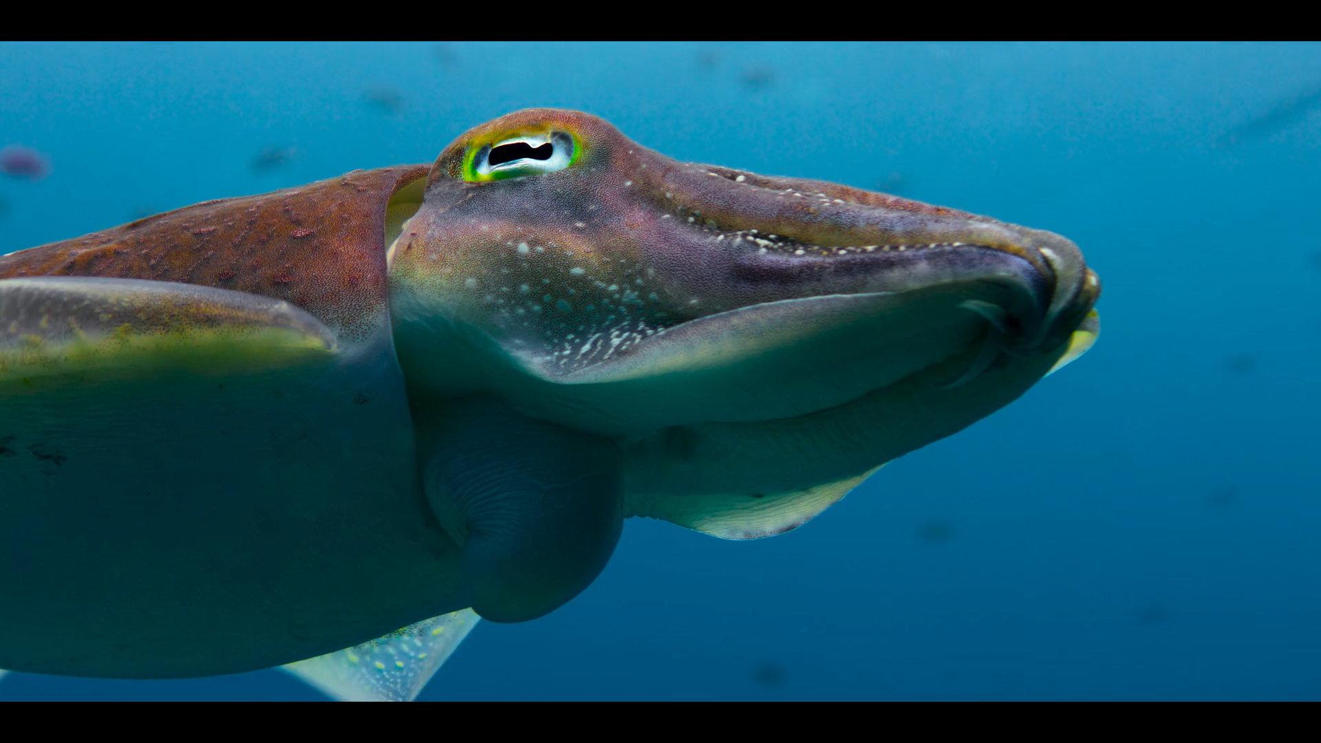 Кадр 2 з Наші океани 1 сезон