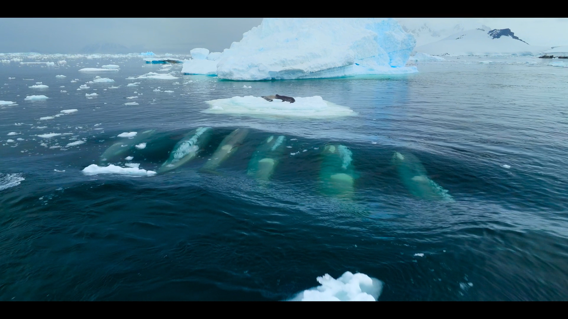 Кадр 3 з Наші океани 1 сезон