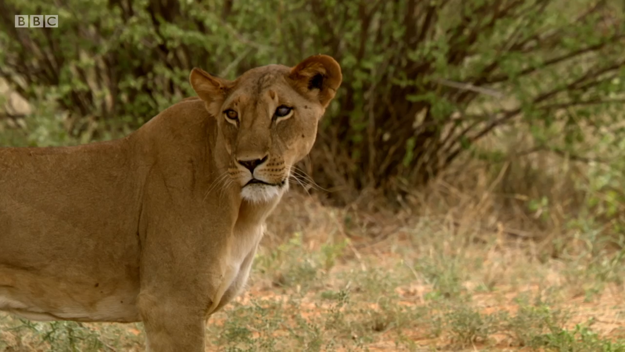Кадр 1 з Найбільші в світі міграції / Найбільші міграції в природі 1 сезон
