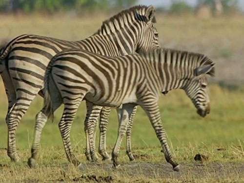 Кадр 2 з Найбільші в світі міграції / Найбільші міграції в природі 1 сезон