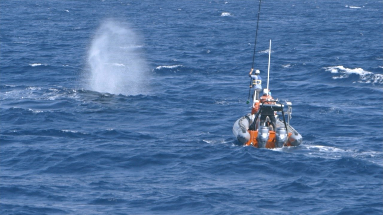 Кадр 3 з Найсамотніший кит