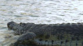 Кадр 4 з Незвідані води з Джеремі Вейдом 1 сезон