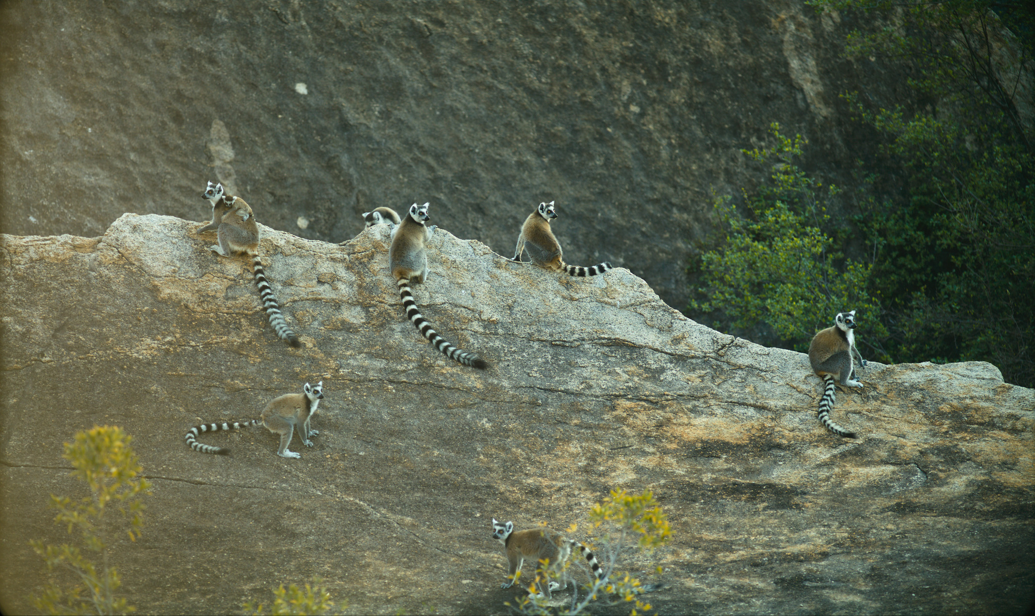Кадр 4 з Острів лемурів: Мадаґаскар
