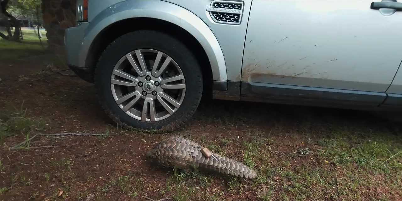 Кадр 3 з Панголін: Подорож Кулу