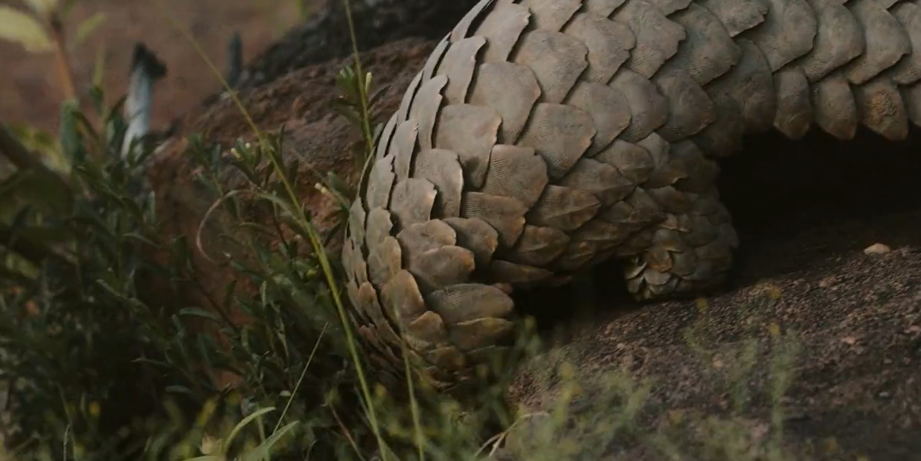 Кадр 4 з Панголін: Подорож Кулу