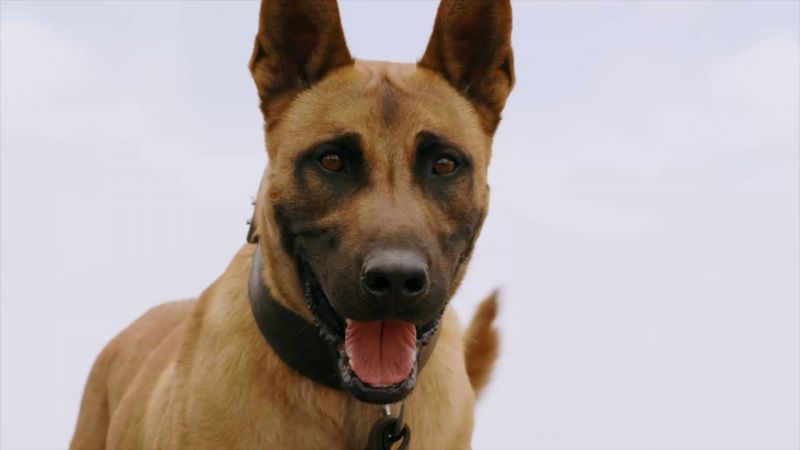 Кадр 1 з Перший друг людини