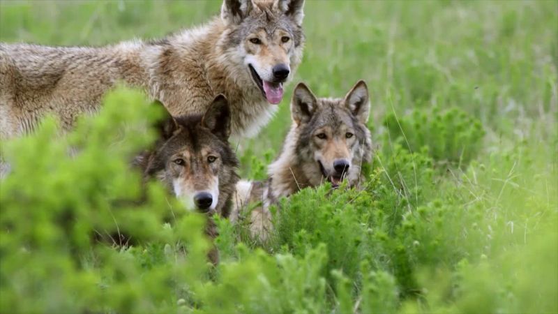 Кадр 2 з Перший друг людини