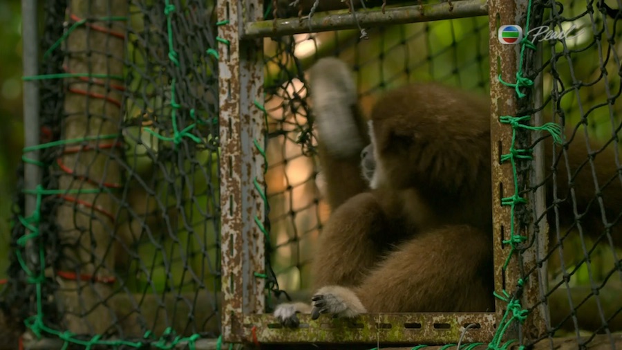 Кадр 1 з Планета мавп 1 сезон