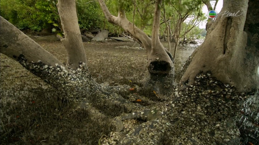 Кадр 3 з Планета мавп 1 сезон