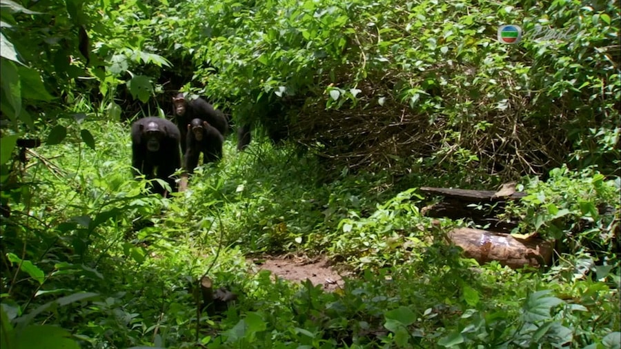 Кадр 4 з Планета мавп 1 сезон