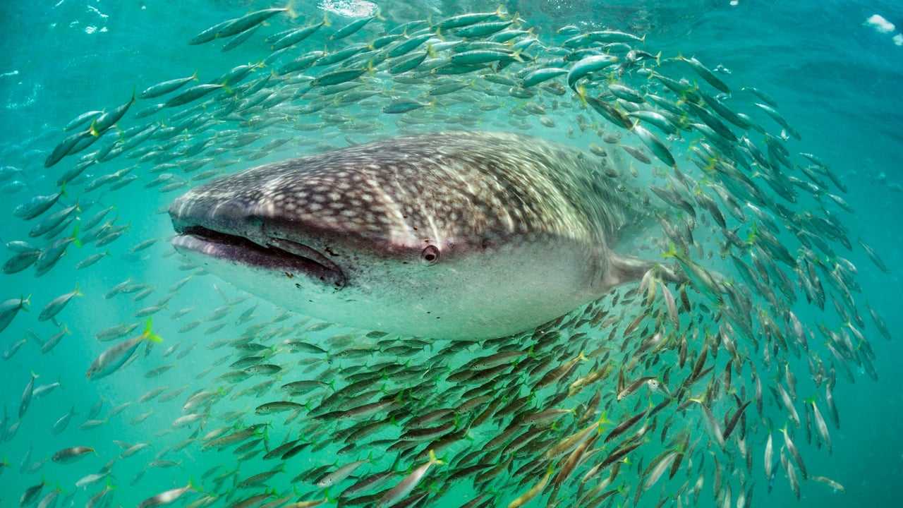 Кадр 4 з Планета Океан