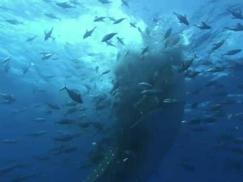 Кадр 1 з Планета Земля 1 сезон