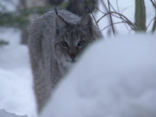 Кадр 2 з Планета Земля 1 сезон