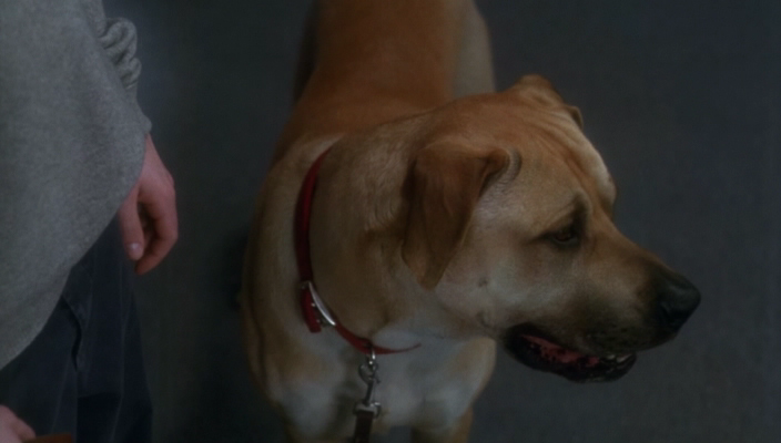 Кадр 1 з Правда про котів і собак