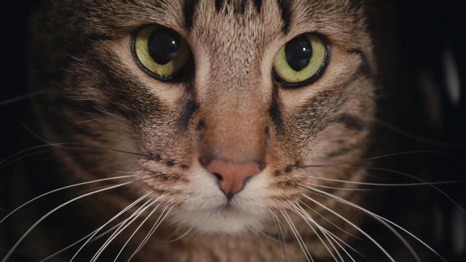 Кадр 1 з Про що думають коти