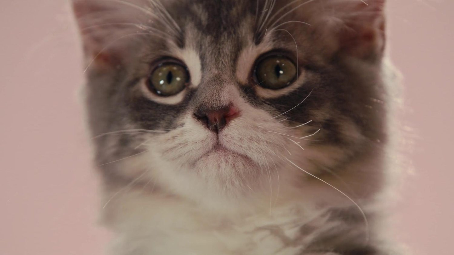 Кадр 4 з Про що думають коти