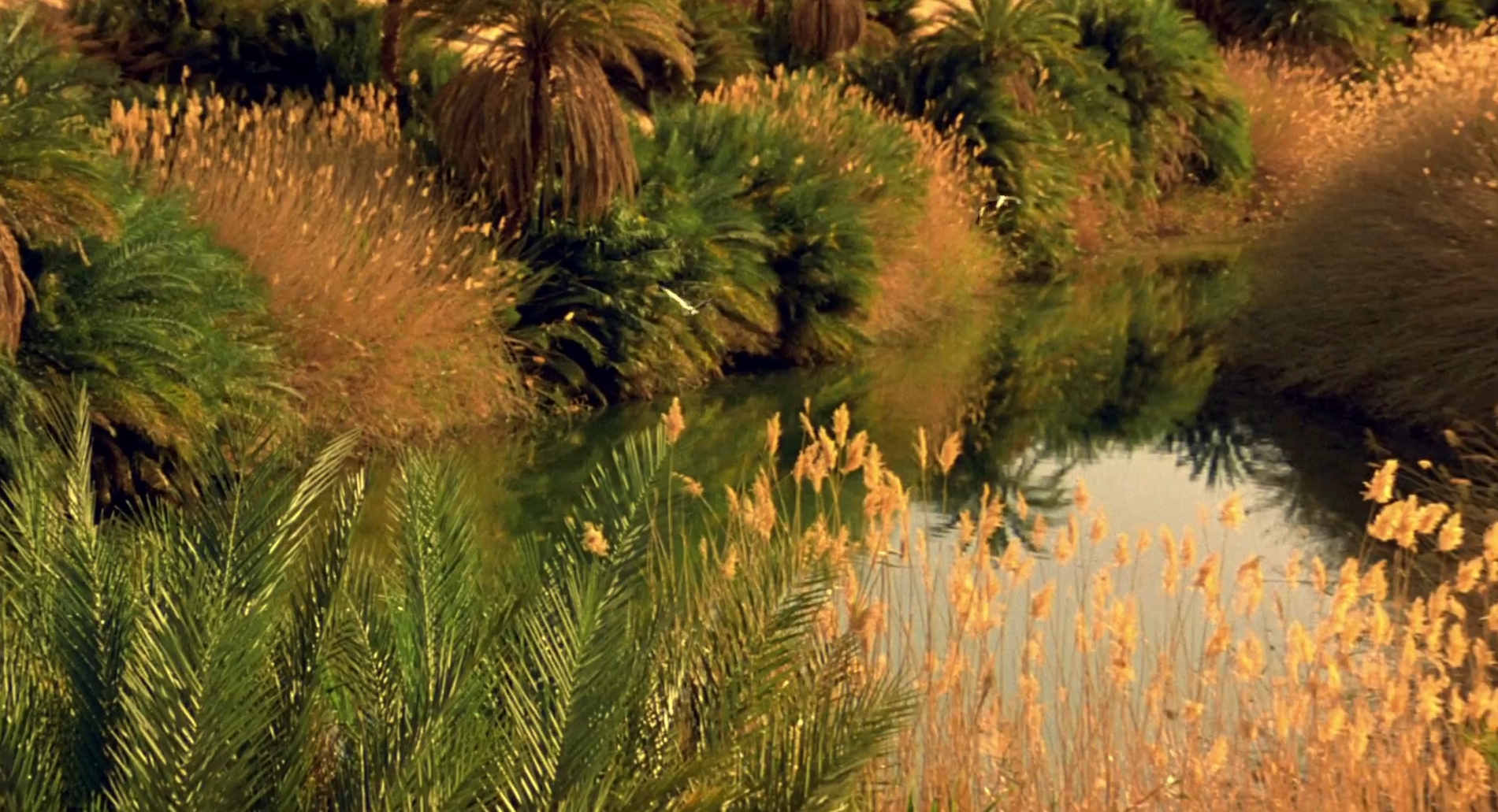 Кадр 1 з Птахи - мандрівний народ