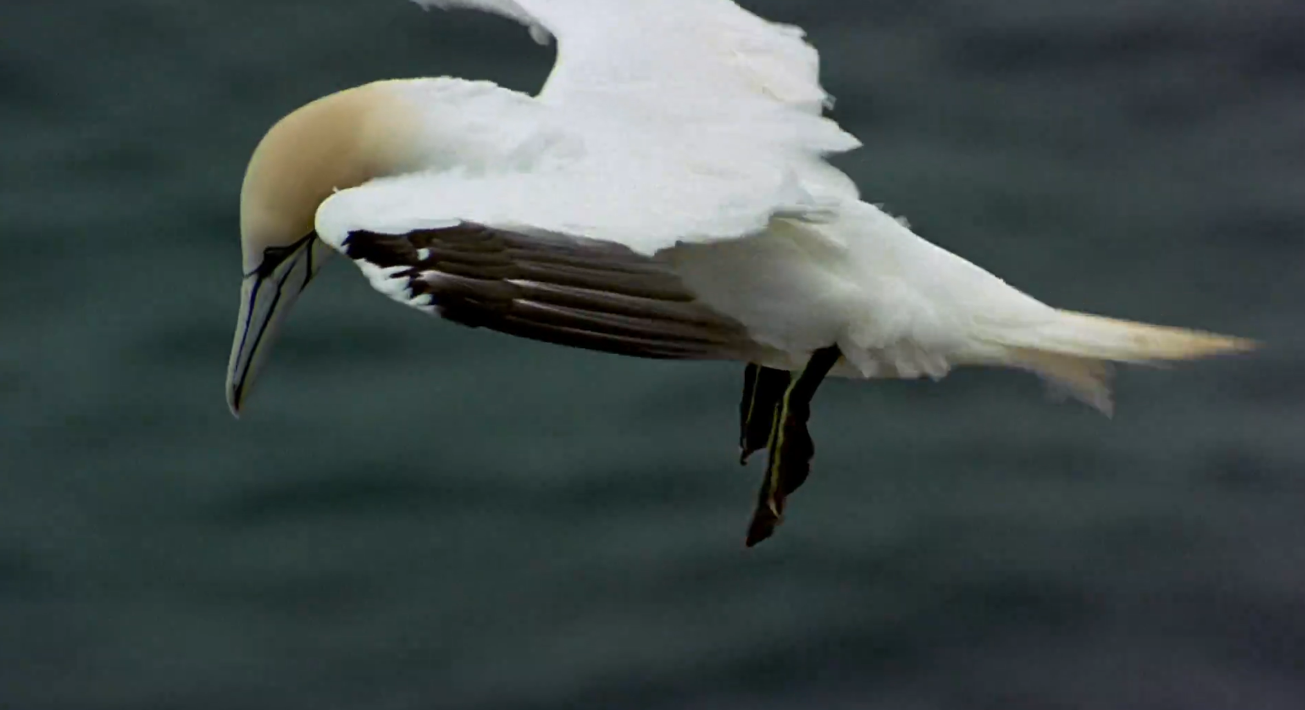 Кадр 2 з Птахи - мандрівний народ