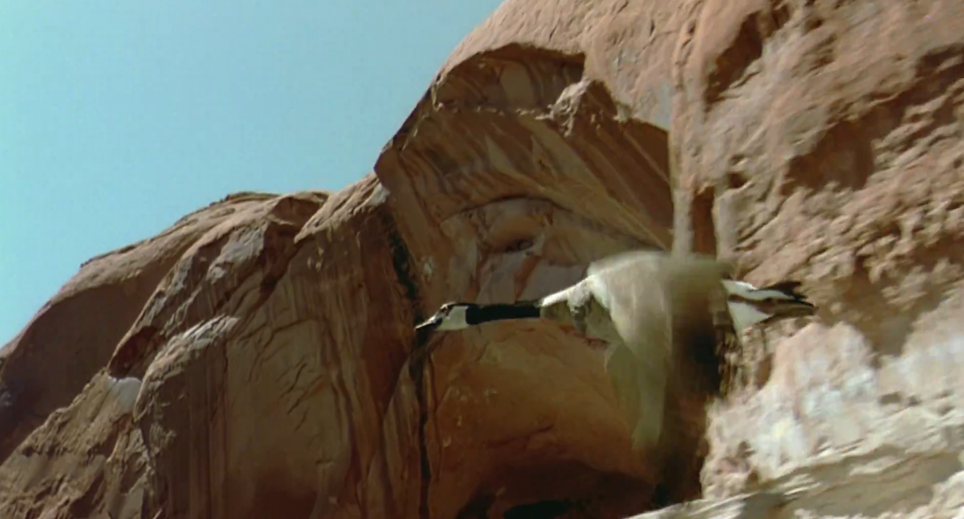 Кадр 3 з Птахи - мандрівний народ