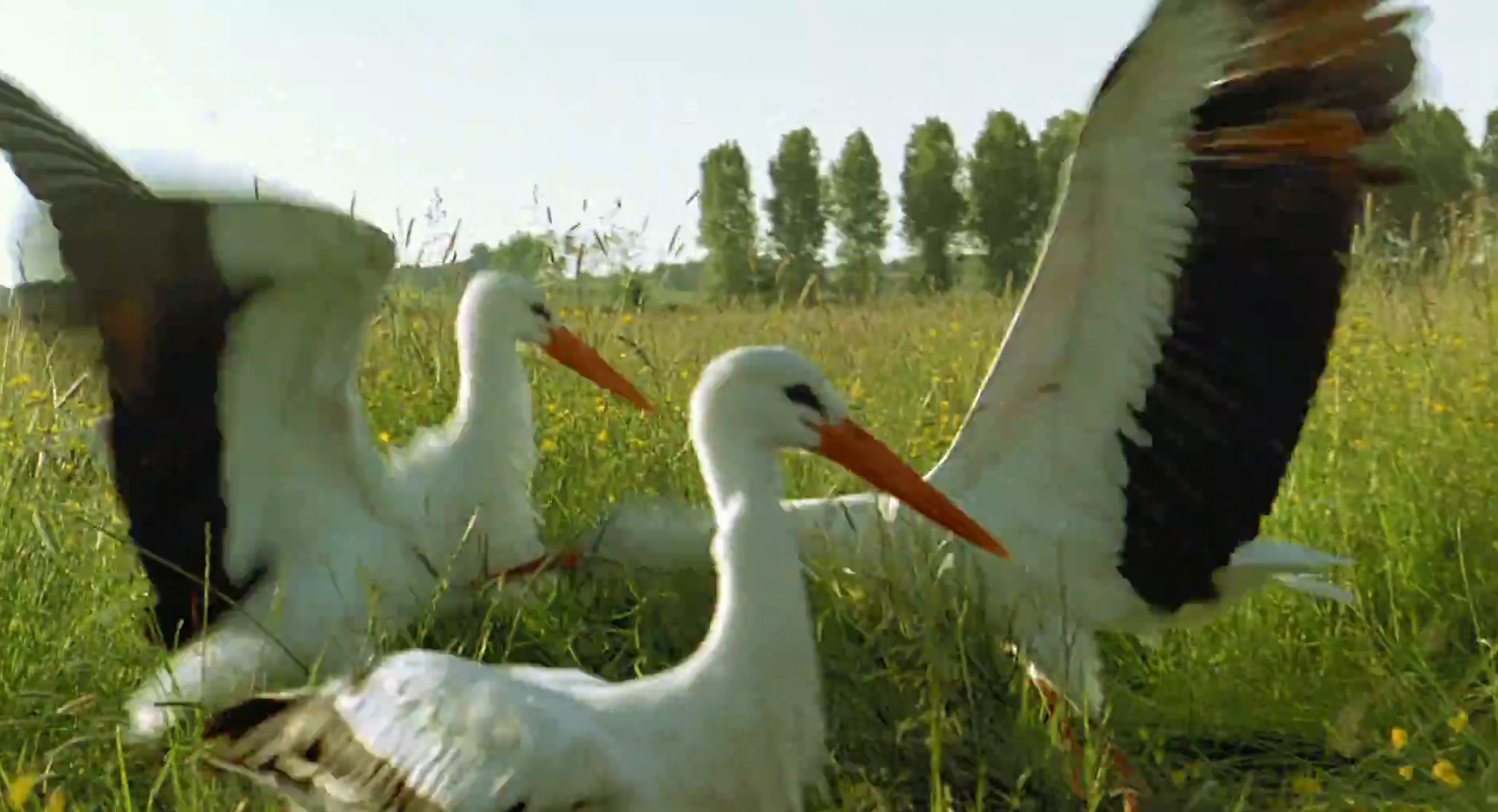 Кадр 4 з Птахи - мандрівний народ