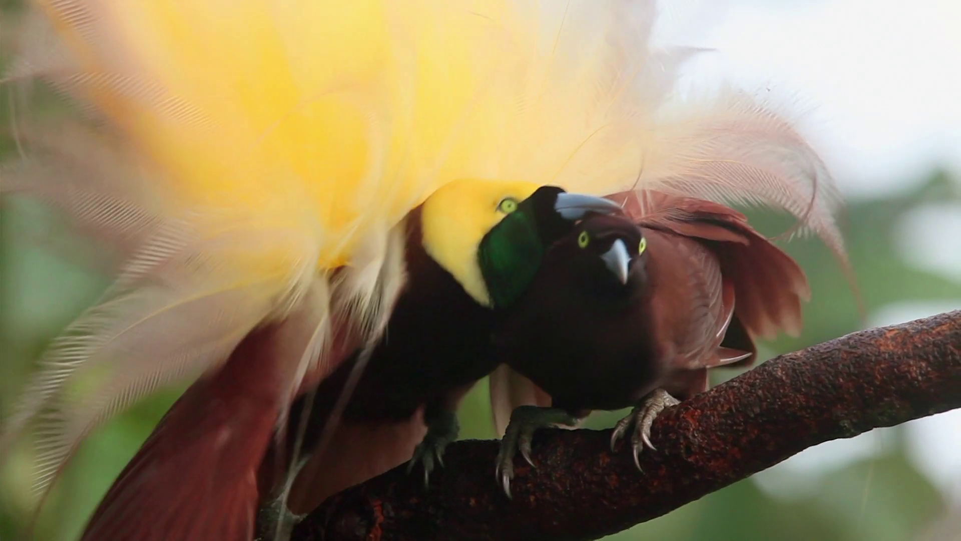 Кадр 1 з Райські птахи Аттенборо