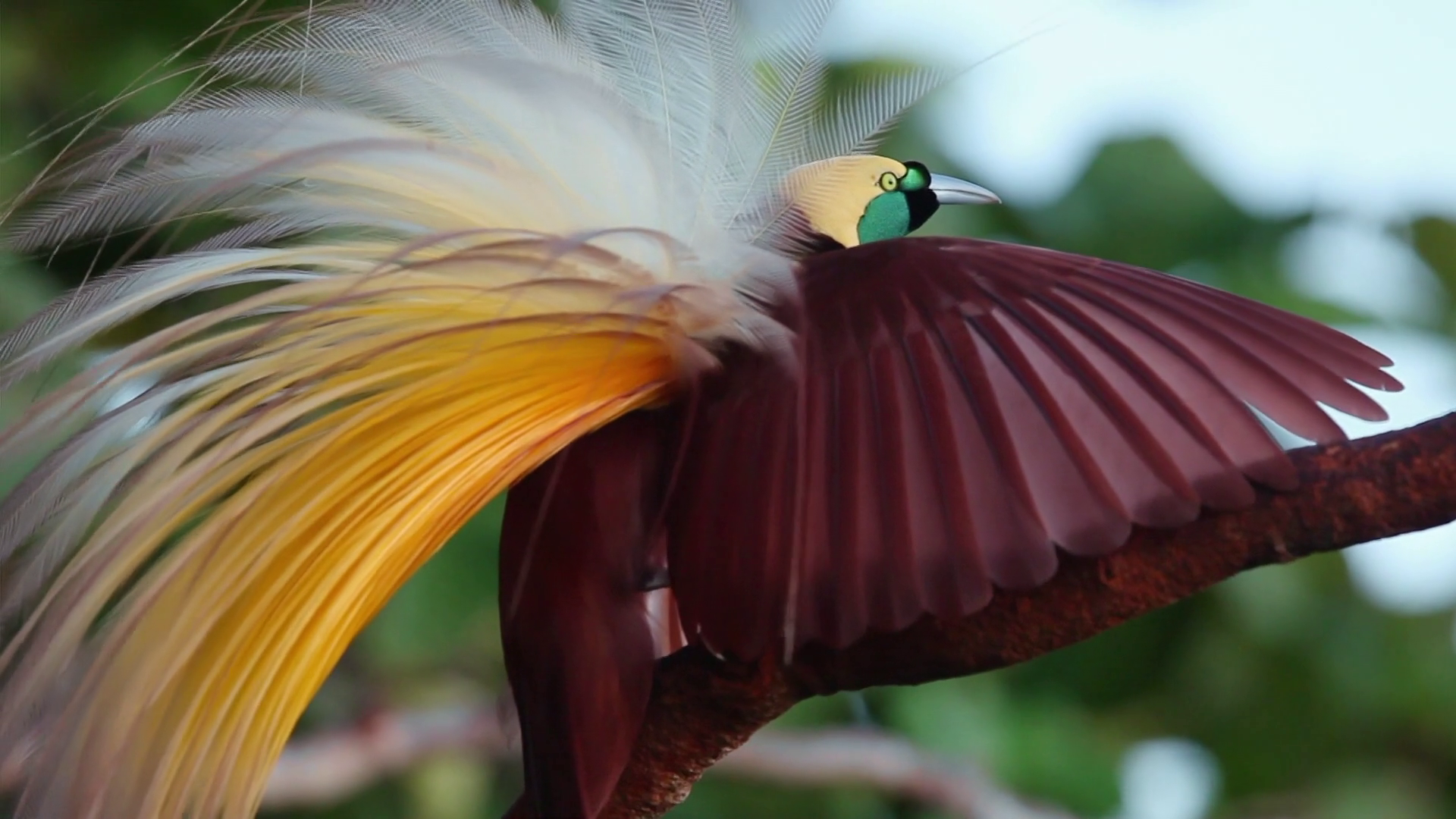 Кадр 2 з Райські птахи Аттенборо