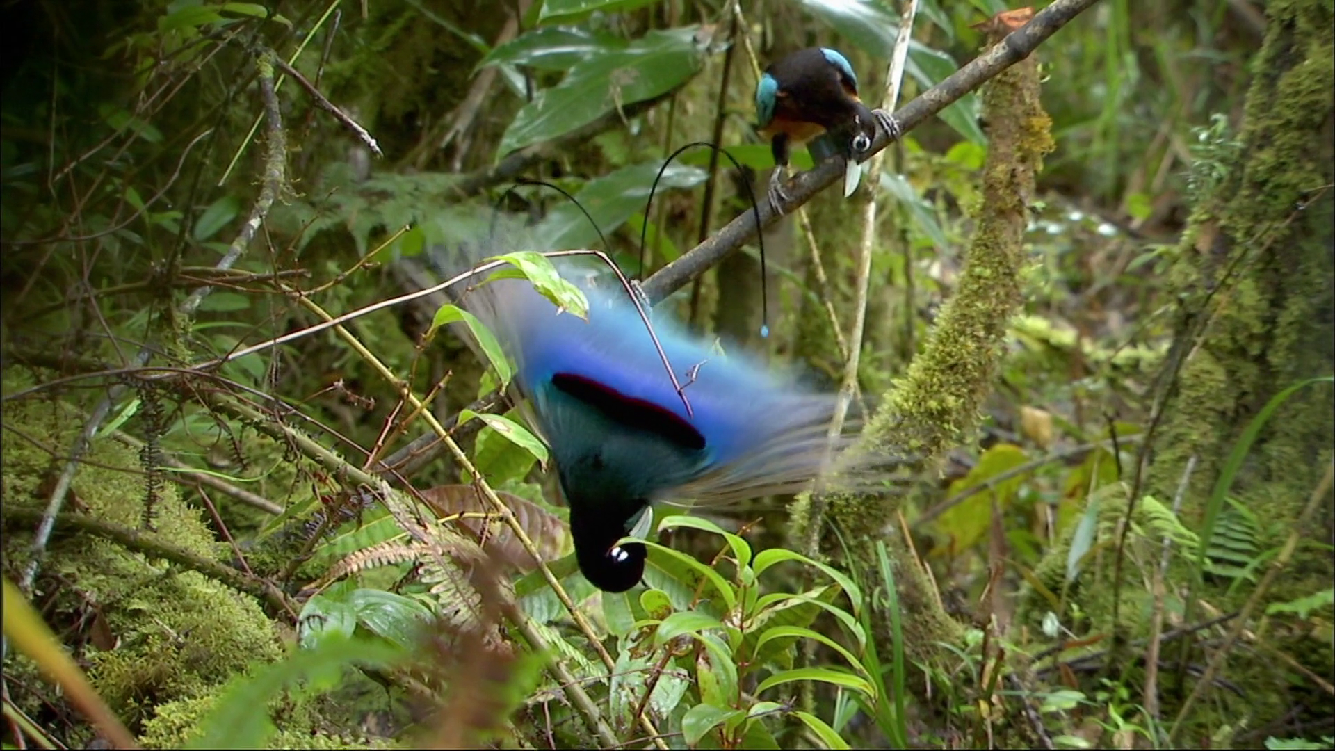 Кадр 3 з Райські птахи Аттенборо